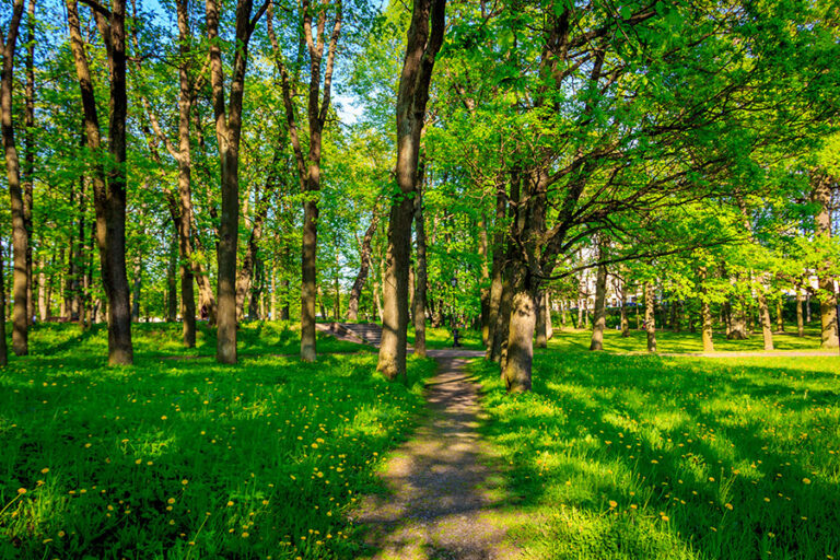 Green, woodsy, nature trail